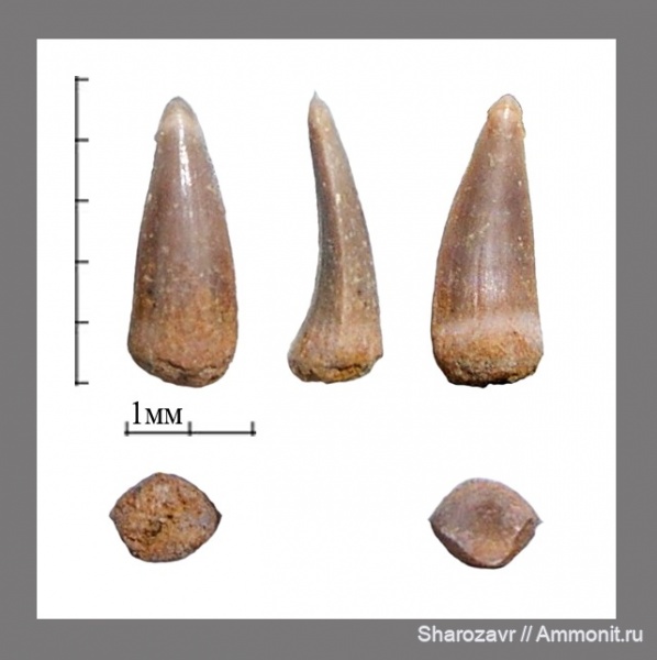 палеоген, рыбы, эоцен, ?, Волгоградская область, зубы рыб, Cybium, fish, teeth