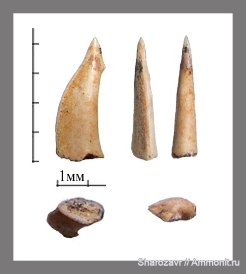 палеоген, рыбы, эоцен, ?, Волгоградская область, зубы рыб, fish, teeth, Trichiurus