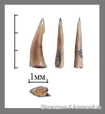 палеоген, рыбы, эоцен, ?, Волгоградская область, зубы рыб, fish, teeth, Trichiurus