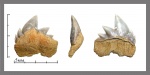 Notidanodon brotzeni (Siverson, 1995) верхний.