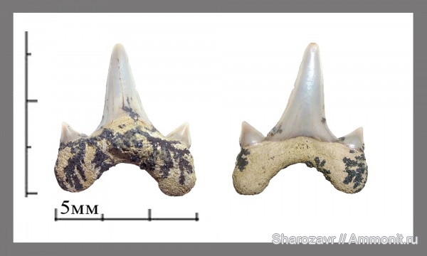 палеоген, зубы, зубы акул, датский ярус, Волгоград, даний, teeth, shark teeth