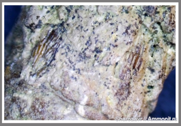 мел, рыбы, акулы, копролиты, маастрихт, верхний мел, Maastrichtian, Cretaceous, Upper Cretaceous, fish, sharks