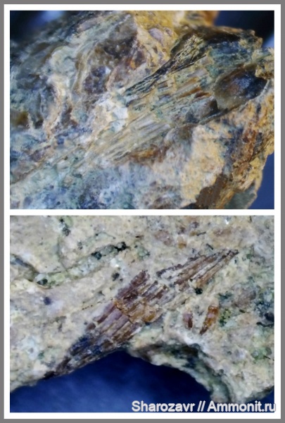 мел, рыбы, акулы, копролиты, маастрихт, верхний мел, Maastrichtian, Cretaceous, Upper Cretaceous, fish, sharks