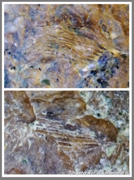 мел, рыбы, акулы, копролиты, маастрихт, верхний мел, Maastrichtian, Cretaceous, Upper Cretaceous, fish, sharks