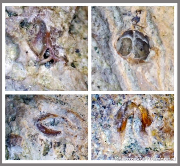 мел, рыбы, акулы, копролиты, маастрихт, верхний мел, ?, Maastrichtian, Cretaceous, Upper Cretaceous, fish, sharks