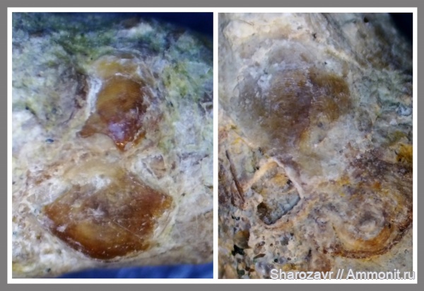 мел, рыбы, акулы, копролиты, маастрихт, верхний мел, чешуя, Maastrichtian, Cretaceous, Upper Cretaceous, fish, sharks