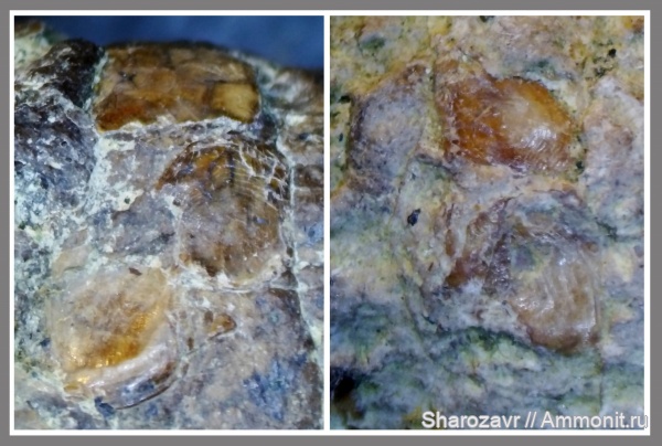 мел, рыбы, акулы, копролиты, маастрихт, верхний мел, чешуя, Maastrichtian, Cretaceous, Upper Cretaceous, fish, sharks