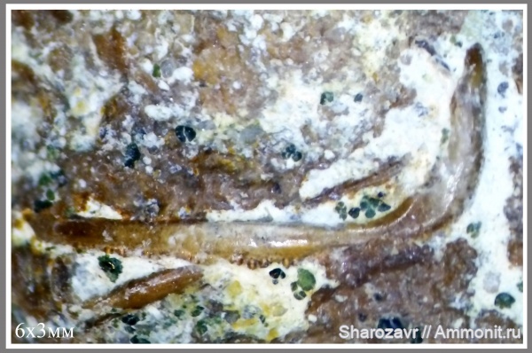 мел, рыбы, акулы, копролиты, маастрихт, верхний мел, Maastrichtian, Cretaceous, Upper Cretaceous, fish, sharks