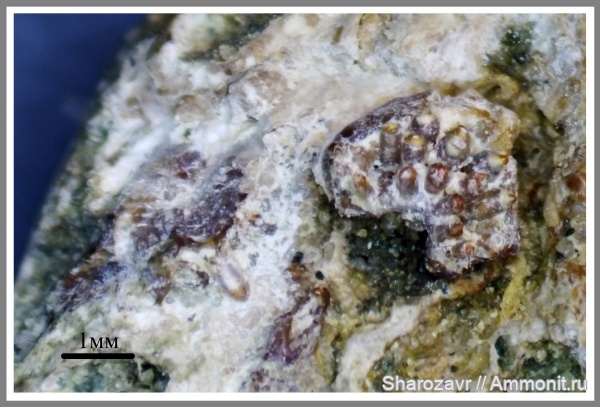 мел, рыбы, акулы, копролиты, маастрихт, верхний мел, Maastrichtian, Cretaceous, Upper Cretaceous, fish, sharks