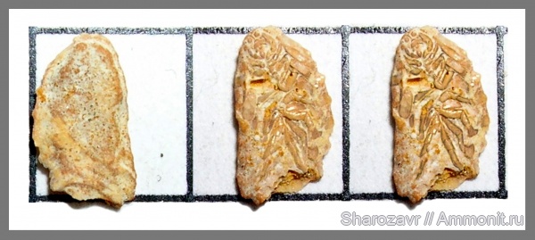 палеоген, эоцен, ракообразные, Волгоградская область