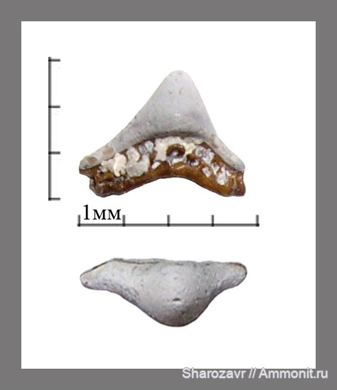 нижний карбон, зубы акул, Helodus, Заборье
