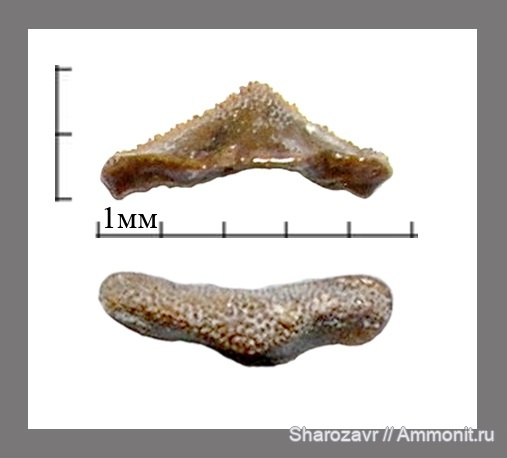 нижний карбон, зубы акул, Oxytomodus, Заборье