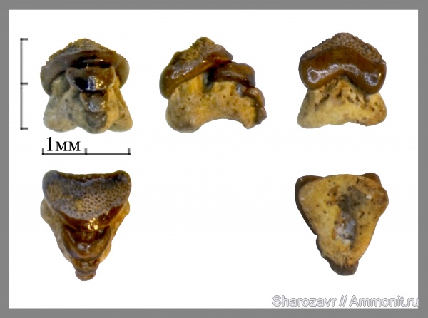 нижний карбон, зубы рыб, Заборье, зубная серия