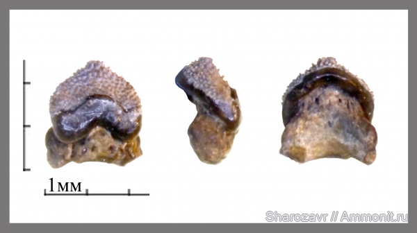 нижний карбон, ?, Oxytomodus, зубы рыб, Заборье