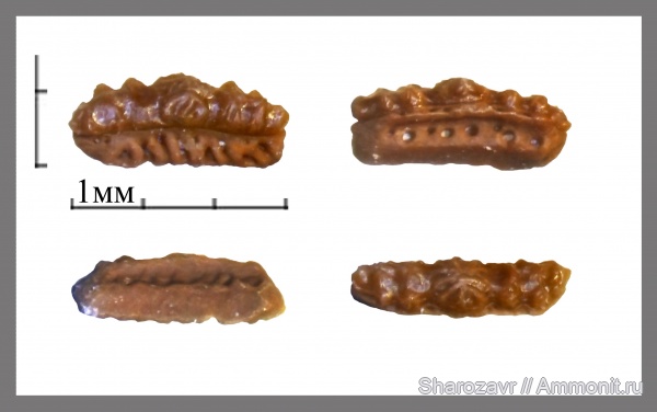 нижний карбон, зубы рыб, Заборье, Mesodmodus