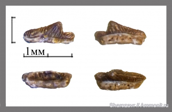 нижний карбон, зубы рыб, Заборье
