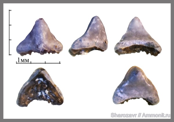 нижний карбон, зубы рыб, Заборье