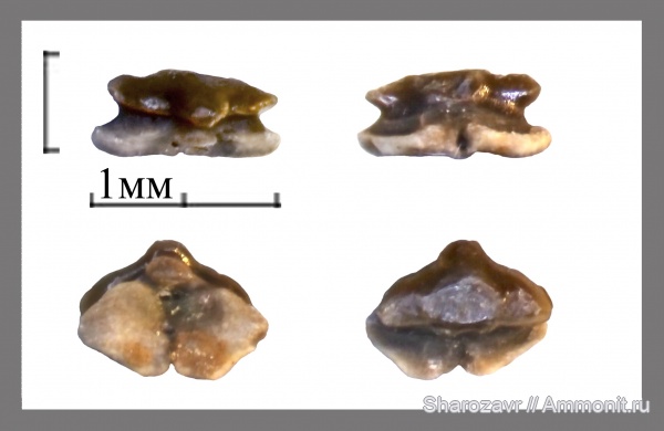 нижний карбон, зубы рыб, Заборье, Cooleyella