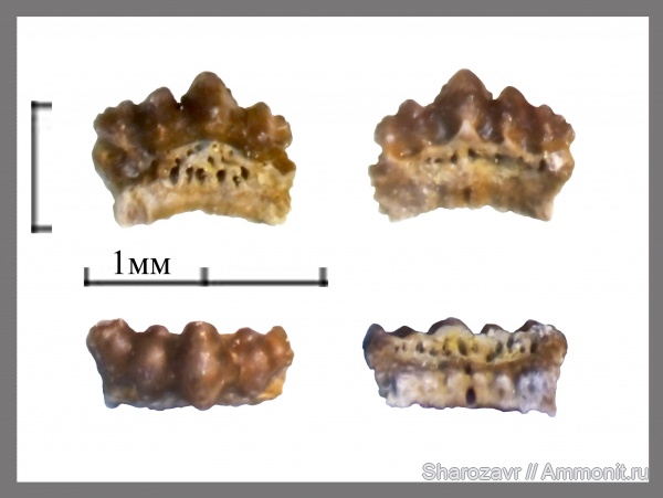 нижний карбон, ?, Euselachii, зубы рыб, Заборье, Cassisodus