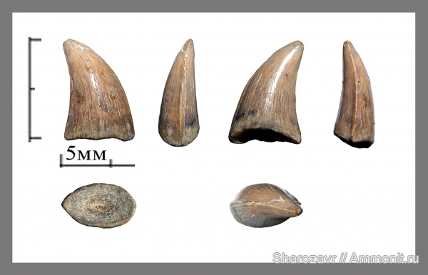 мел, зубы, мозазавры, кампан, зубы рептилий, Mosasauridae, Волгоград, Campanian, Cretaceous, teeth