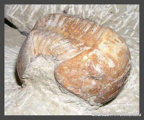 трилобиты, Illaenus