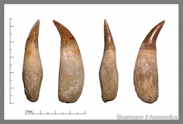 мел, зубы, мозазавры, маастрихт, зубы рептилий, Волгоград, Plioplatecarpus, Maastrichtian, Cretaceous, teeth