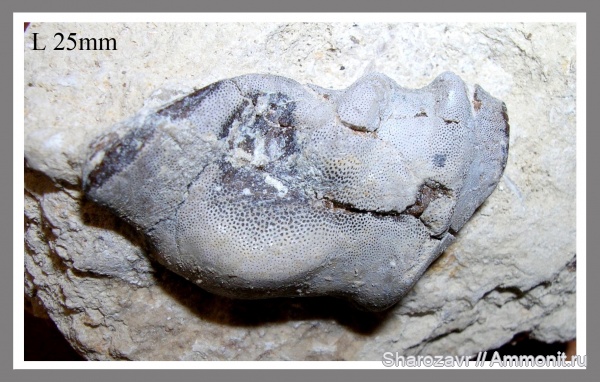 нижний карбон, зубы акул, Заборье, Deltoptychius