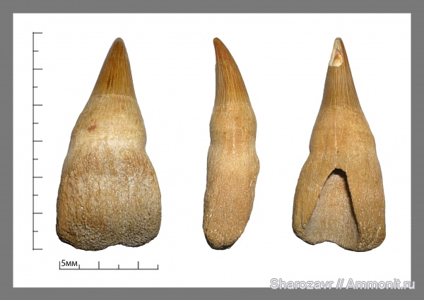 ихтиозавры, сеноман, зубы рептилий, Волгоград, ichthyosaur, Cenomanian, Cretaceous, teeth