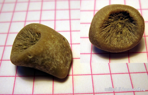 Эстония, Rugosa