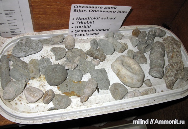 Окаменелости музея природы Сырве (о. Сааремаа. Эстония)