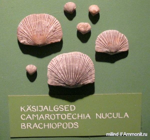 брахиоподы, Camarotoechia, camarotoechia nucula