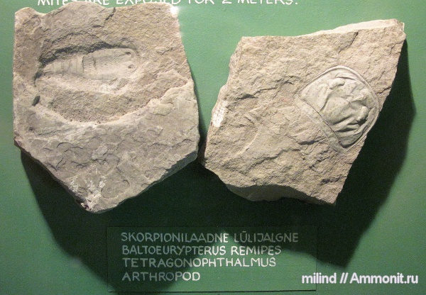 Baltoeurypterus