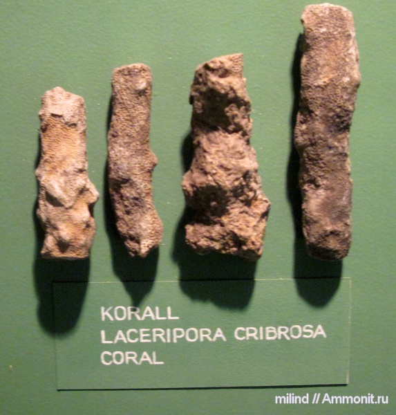 laceripora cribrosa, laceripora