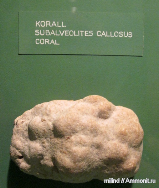 subalveolites callosus, Subalveolites