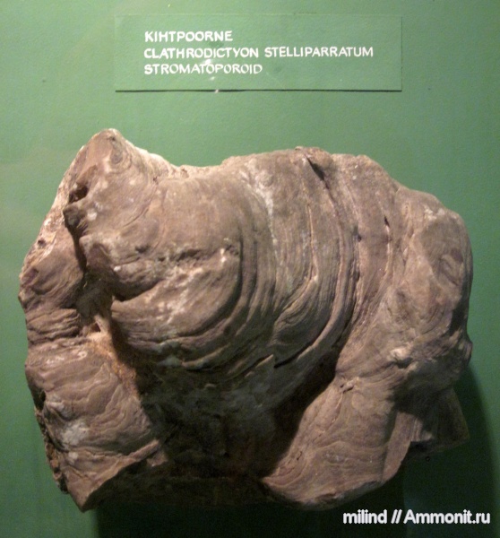 clathrodictyon stelliparratum, clathrodictyon