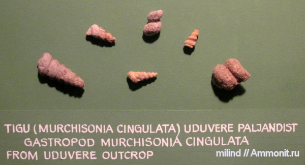 гастроподы, Murchisonia, Murchisonia cingulata