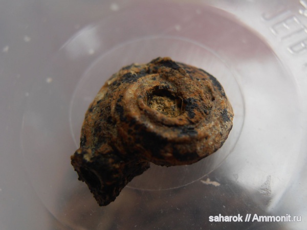 серпулы, Serpulidae