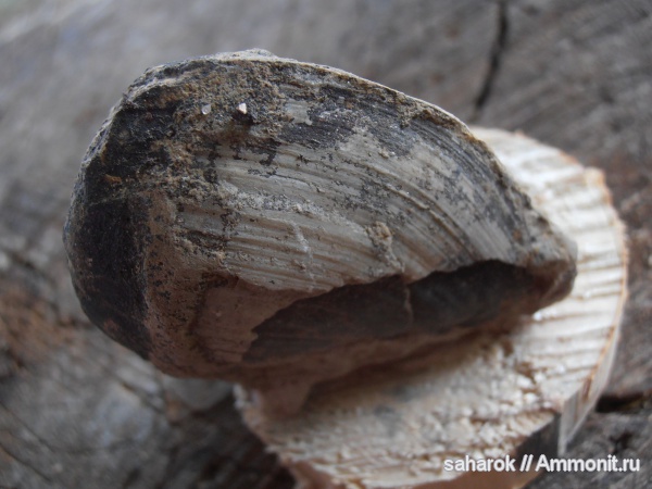 двустворки, двустворчатые моллюски, брюхоногие моллюски