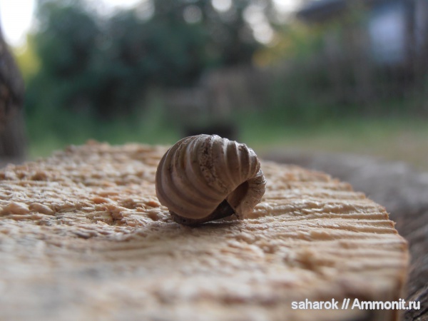 Astarte, Trautscholdia