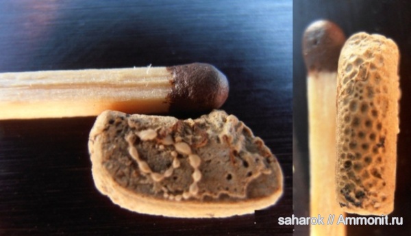 мшанки, Stomatopora