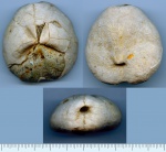Иглокожие (лат. Echinodermata)