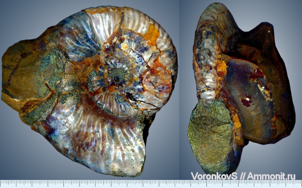 Головоногие моллюски (лат. Cephalopoda)