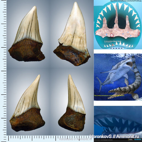 мел, зубы, акулы, сеноман, Cretoxyrhina, Cenomanian, Cretaceous, teeth, sharks