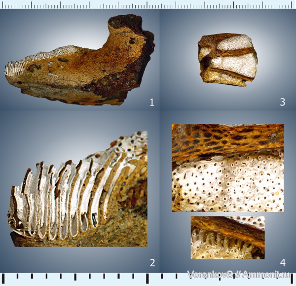 мел, рыбы, химеры, сеноман, Ischyodus, Chimaeriformes, мандибулярная пластина, Edaphodon, Cenomanian, Cretaceous, fish