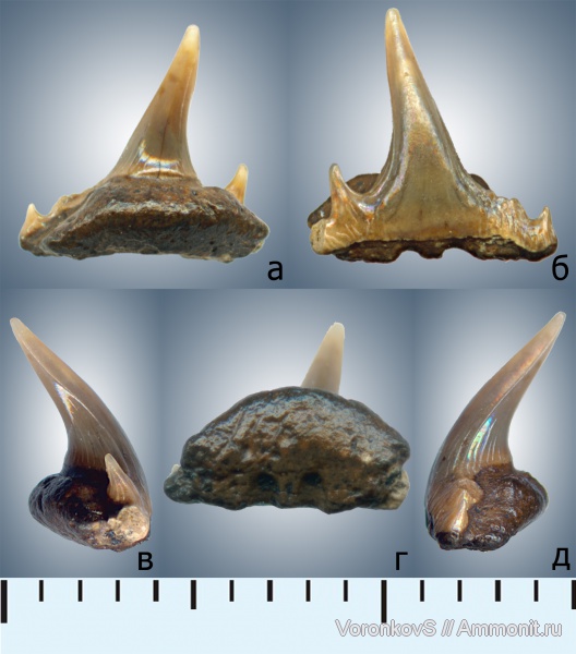 мел, зубы, акулы, Саратов, сеноман, Synechodus, Synechodontiformes, Cenomanian, Cretaceous, teeth, sharks