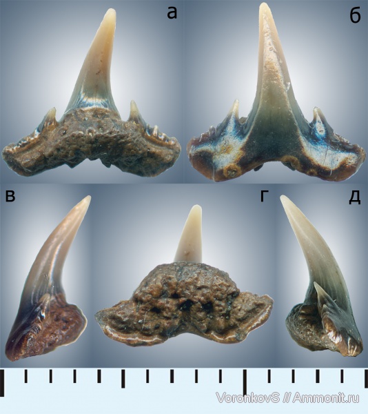 мел, зубы, акулы, Саратов, сеноман, Synechodus, Synechodontiformes, Cenomanian, Cretaceous, teeth, sharks