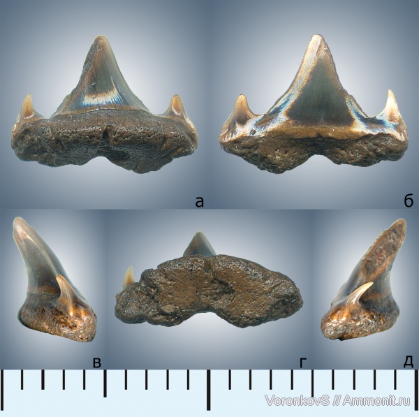 мел, зубы, акулы, Саратов, сеноман, Cenomanian, Cretaceous, teeth, sharks