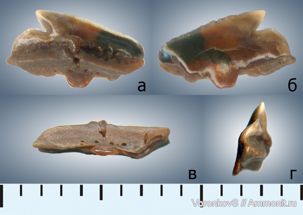 мел, зубы, акулы, Саратов, сеноман, Protosqualus, Cenomanian, Cretaceous, teeth, sharks
