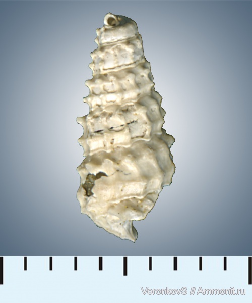 гастроподы, юра, Procerithium, Саратов, Procerithiidae, ТЭЦ-5, Jurassic
