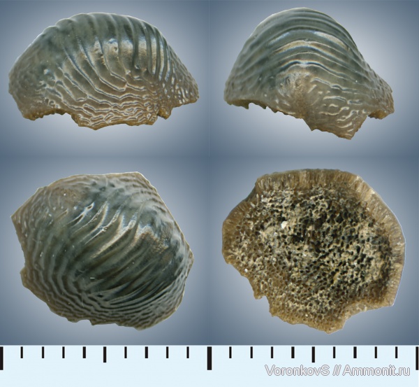 мел, зубы, Саратов, сеноман, Ptychodus, Cenomanian, Cretaceous, teeth
